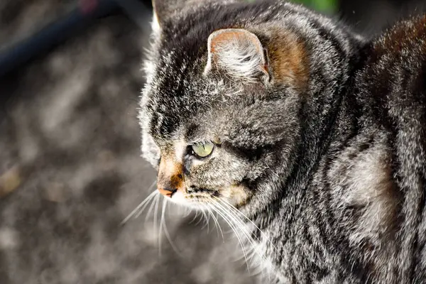 Bir kediye yakın çekim. Yüksek kaliteli fotoğraf.