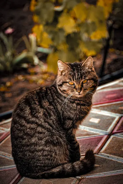 Bahçedeki Ciddi Kedi. Yüksek kaliteli fotoğraf.