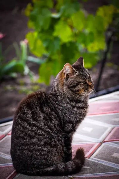Kedim, kediye karşı. Yüksek kaliteli fotoğraf.