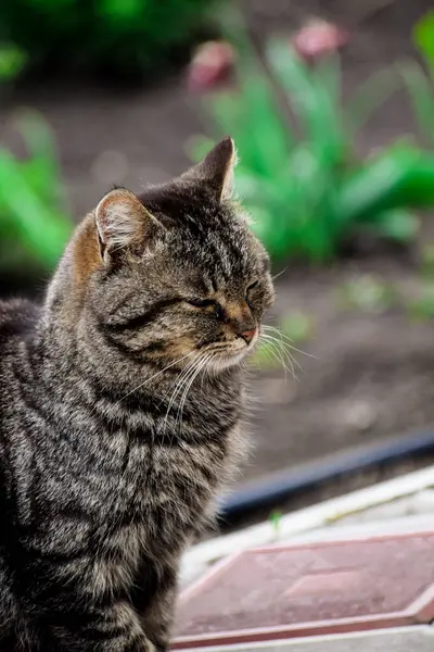 Bahçedeki kedi. Yüksek kaliteli fotoğraf.