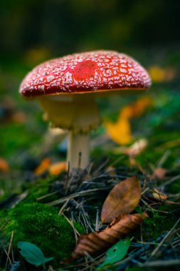 Ormanda kırmızı mantar