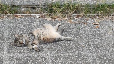 Uyuyan kedi, Kalamata, Messinia, Yunanistan, 2025 yazı