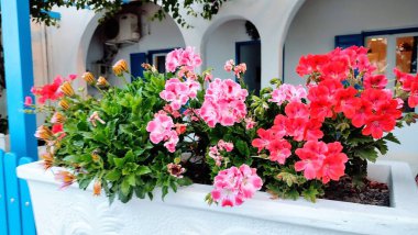 Bir buket çiçek, Plaka yerleşiminde, Cycladic adasında, Milos, Yunanistan, 2025 yazı