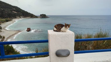 Karlovasi, Samos, Yunanistan 'da Kedi