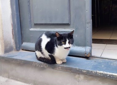 Ermoupoli 'de bıyıklı kedi, Syros