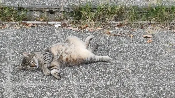 Kalamata, Messinia, Yunanistan 'da bir miskin kedi