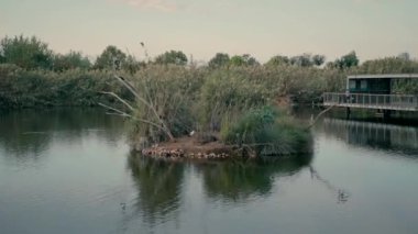 Gölün üzerinde bitki örtüsü ve kuşların oturduğu küçük bir ada. Göldeki sessiz su bitki örtüsünü yansıtıyor. Yavaş çekim videosu