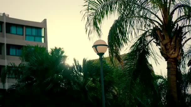 Солнечные Лучи Видны Между Пальмовыми Листьями Высококачественные Fullhd Кадры — стоковое видео