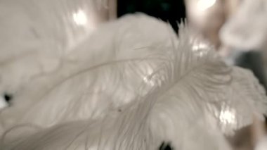 white feathers in the wind.