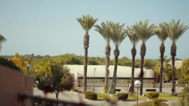 Flowers on the balcony with a view of the palm trees. High quality FullHD footage