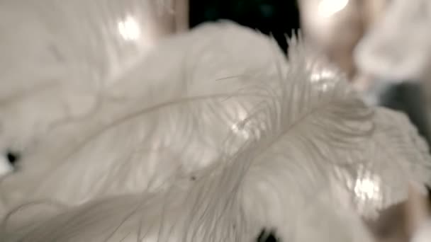 White Feathers Wind — Stockvideo