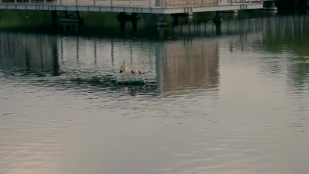 Dois Patos Estão Pequena Jangada Lago Com Reflexo Água Lago — Vídeo de Stock