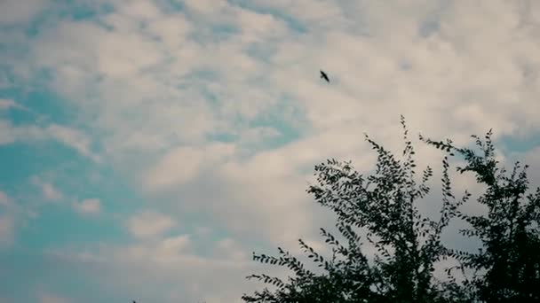 Zpomalený Záběr Ptáka Letícího Večer Modré Obloze Bílými Mraky Vysoko — Stock video