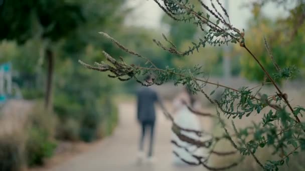 Bir Gelin Damadın Ele Tutuşup Düğün Günü Parkta Yavaşça Yürüdüğü — Stok video