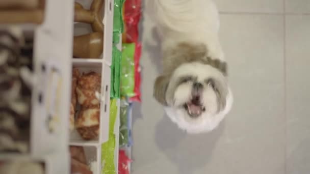 Pequeño Perro Ladrando Tienda Mascotas — Vídeos de Stock
