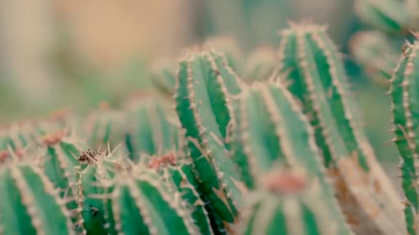 Une Vidéo Gros Plan Cactus — Video