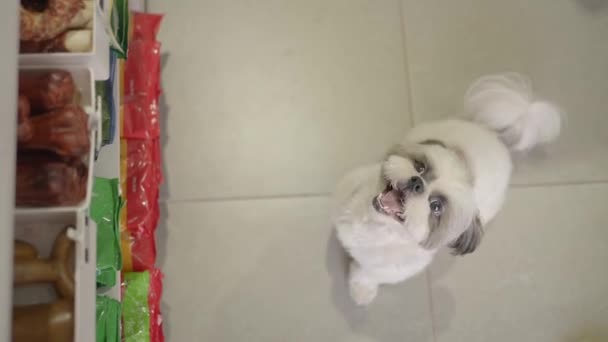 Anjing Kecil Menggonggong Toko Hewan Peliharaan — Stok Video