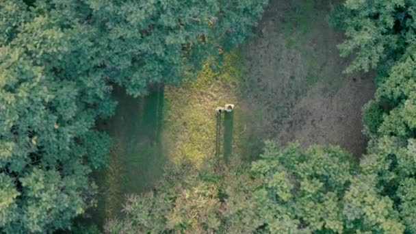 Wedding Video Shooting Drone Forest Day Top View Groom Twisting — Vídeo de Stock