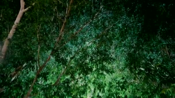 Μια Τοξωτή Πύλη Όμορφο Φωτισμό Μέσα Στον Καταπράσινο Κήπο Νύχτα — Αρχείο Βίντεο