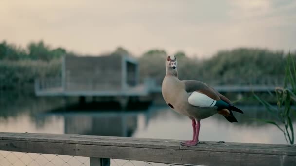 Duck Stands Wooden Railing Bridge Lake — Vídeos de Stock