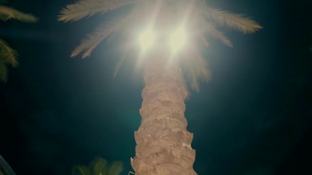 Beautiful Garden Palm Trees Beautiful Lighting Night High Quality Fullhd — Stock video