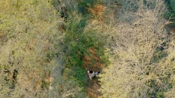 Video Shooting Drone Bride Groom Forest — Vídeos de Stock