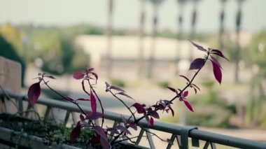 Flowers on the balcony with a view of the palm trees. High quality FullHD footage
