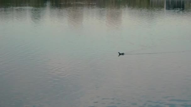 慢动作就像一只孤独的鸭子在平静的水面上游过湖面 在水面上留下了一条小径 黄昏时分 野鸭在平静的天气里 — 图库视频影像