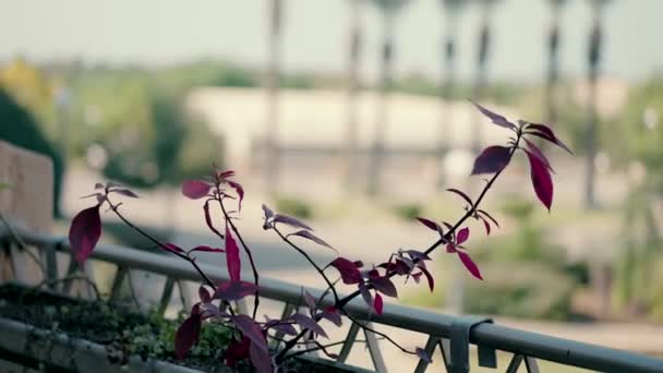 Bunga Bunga Balkon Dengan Pemandangan Pohon Palem Rekaman Fullhd Berkualitas — Stok Video
