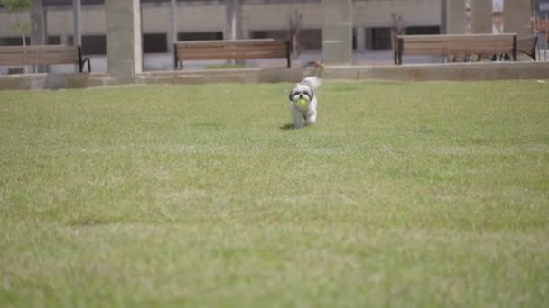 Dog Running Grass Ball His Mouth — Wideo stockowe