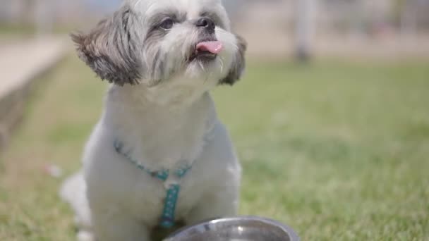 Pies Siedzi Trawie Obok Miski Wody — Wideo stockowe