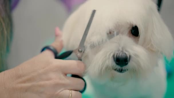 白狗剪头发用剪刀 — 图库视频影像