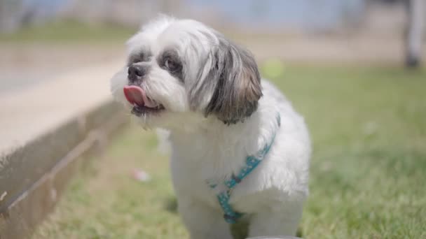 Собака Сидит Траве Рядом Чашей Водой — стоковое видео