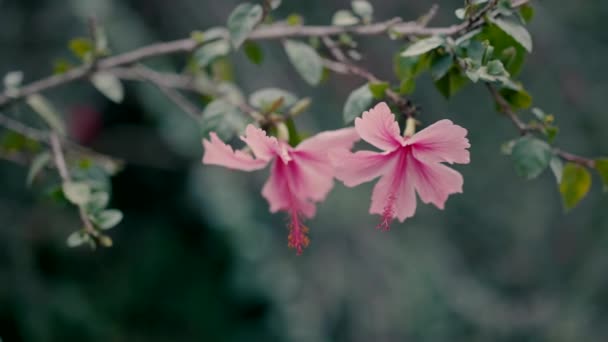 Două Flori Roz Frumoase Înfloresc Tufiș Fotografiere Video Aproape Într — Videoclip de stoc