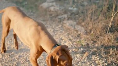 Sahibiyle açık alanda yürüyüşe çıkmış bir köpek. Bir adam doğada bisiklet sürüyor ve bir köpek öğle vakti onun önünde koşuyor..