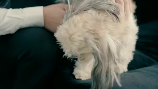 Seorang Pria Berpakaian Formal Duduk Sofa Bermain Dengan Anjing Menggaruk — Stok Video