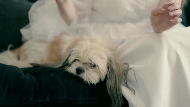 Bride Who Sitting Sofa Playing Dog Lying Bride Plays Dogs — Video