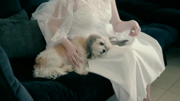 Bride Who Sitting Sofa Playing Dog Lying Bride Plays Dogs — Vídeos de Stock