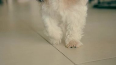 A puppys feet walk on the floor inside the house.