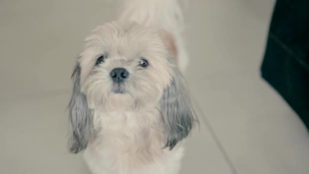 Seekor Anjing Lucu Berjalan Rumah Dan Melihat Langsung Kamera — Stok Video