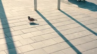 pigeon walking on the sidewalk. High quality FullHD footage