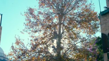 Beautiful video shot of a maple tree with yellow leaves and sun rays working through them. Urban videography.