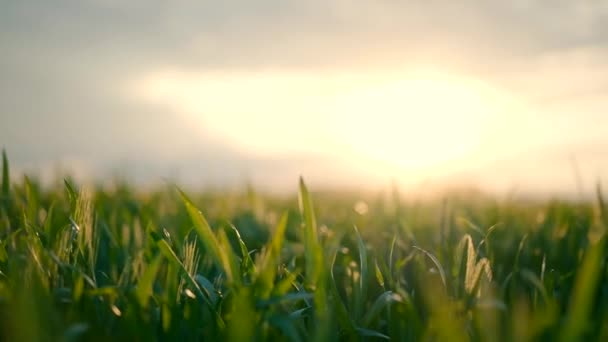 日没時に緑の芝生のショットを閉じます 夕日の美しい緑のフィールドでいくつかの風と穏やかな天気 — ストック動画