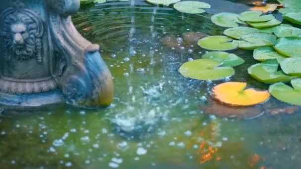水生植物の小さな噴水から水が流れます — ストック動画