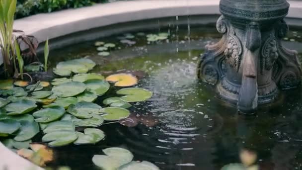 Agua Fluye Una Pequeña Fuente Con Plantas Acuáticas — Vídeos de Stock