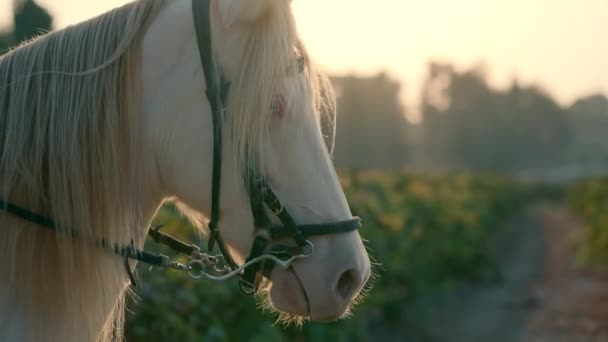 Feche Vídeo Câmera Lenta Cavalo Branco Com Olhos Azuis Campo — Vídeo de Stock
