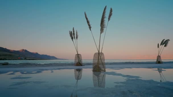 日落时死海干枯植物的美丽设计 — 图库视频影像