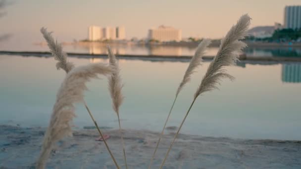 美丽的设计来自死海干枯的植物 日落时分酒店在地平线上 — 图库视频影像