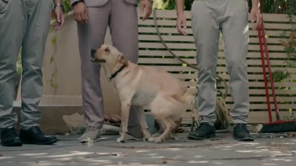 Retriever Dog Walks Next Three Elegantly Dressed Men Daytime High — Stock Video