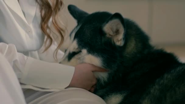 Eine Braut Weißen Pyjama Streichelt Ihren Husky Hund Hochwertiges Fullhd — Stockvideo